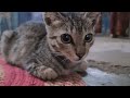 Relaxing cat videos, Cat lover paradise, 🐾 Cute adorable baby cats and kittens #cat #kitty #viral