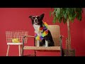Paws and Play: Exploring the Canine World of Dogs! #dogs #animals #cute #funny #funnyvideo #trending