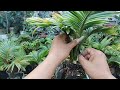 bonsai kelapa dalam perawatan