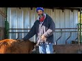 HOW to HALTER BREAK your CALF in TWO Days!! #homesteading #cows #farm #ranch