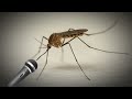 Mosquito sings - Danza kuduro (aicover)