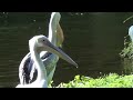 Pelican vs. Pigeon - St. James Park