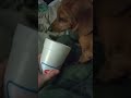 almost crying because of my dachshunds head fitting perfectly into a cup
