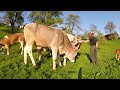 Living and Working on a Small Dairy Farm | Farmer's Point of View