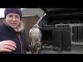 Falconry Basics | Travel Boxes & How to use them safely