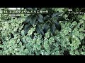 【ガーデニング】おぎはら植物園！４月の今本当に売れてる人気の宿根草16選を紹介！Gardeninng ・あしかがフラワーパーク・代々木公園・中之条ガーデンズ・服部ファームガーデン