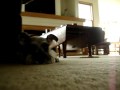 Attack of the Schnauzer