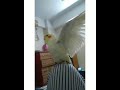 #shorts : Baby Cockatiel Wants A Hug | #babybirds | #cockatiel | #babycockatiel | #cute