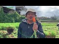 This CARROT HARVEST IS INSANE! This place looks almost UNREAL...| Agribusiness How It Works