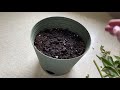 Experiment: 🌱Propagating A Peony Plant From A Cutting🌱