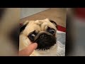 CLASSIC Dog and Cat Videos 🐶 😹 1 HOURS of FUNNY Clips