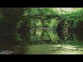 CALMING SOUNDS OF STREAM WITH SINGING BIRDS, RELAXING SOUNDS OF NATURE