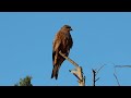 Birdwatching at the Western Treatment Plant - Australia