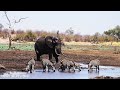 Our Planet | 4K African Wildlife - Great Migration from the Serengeti to Zimbabwe National Park #1