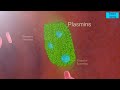 Blood coagulation | Blood clotting || coagulation | Process of blood clotting | 3D Video