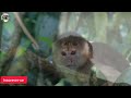 Animais da Amazon 4K - Animais na casa da selva Floresta Amazônica Filme Cênico de Relaxamento