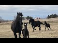Last 2 years of Draft Horses and Mules