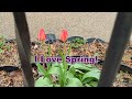 A Look at My Small Garden and the Tulips Spring 2024