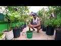 Aprenda como plantar pitaya em vaso