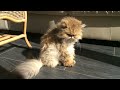 My Beautiful Persian rescue cat lulu