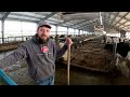 Milking 210 cows with ROBOTS!