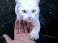 affectionate white kitty loves petting.