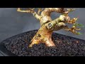 Membuat bonsai sancang dari nol sampai naik pot ceper