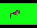 Eagle green screen, green screen eagle material, 4k/綠屏應素材，老鷹