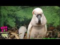 Dance Music for Birds | Parrot Music TV for Your Bird Room *Not Recommended for Nervous Birds*❤️