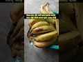 केला क्यों और कब खाना चाहिए इसके क्या फायदे हैं #केला #banana #youtube