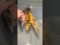 Feeding My SQUEAKY Moth || Newsflare