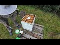 Honeybees That Were Crushed | Surprises in Three Hives