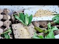 Simple and Effective Cricket Farming in Styrofoam Boxes! #shorts #cricket #insects #cricketfarm