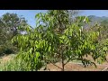 PRUNING DURIAN USIA 1,5-AN TAHUN YANG PERCABANGANNYA KURANG BAGUS.