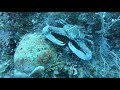 Nassau Bahamas SCUBA Dive Heineken Wall with Stuart Cove's 20191022