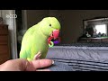 10 TIPS TO TEACH YOUR BIRD TO TALK | Simple tips