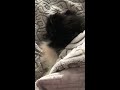 Snoring Pomeranian Coconut