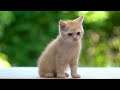 Calming Music for Anxious Cats: Soothing Sounds for Deep Relaxation and Sleep