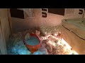 Chicks, Day 10 - Now with Turkey Poults!