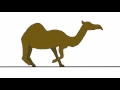 Camel Walk Cycle Test