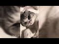 Taylor Swift and her cats | Olivia, Meridith & Benjamin| Cute & Funny moments