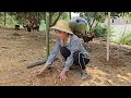 Group of roosters mating with hens. The hen tries to escape. Raising free-range chickens. ( Ep 271)