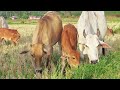 Sapi Lembu Berkeliaran di Ladang Kampung- Suara Sapi Bunyi Lembu Memanggil kawanan pulang ke kampung