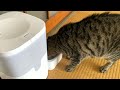 Cat that speaks and talks in perfect Japanese.