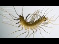 The House Centipede is Fast, Furious, and Just So Extra | Deep Look