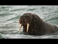 Whimsical Walruses: 8 Fun Facts on Tusked Giants! #trending #animals #wildlife #shortvideo #facts