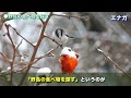 野鳥に出会う確率を上げるコツを9つ紹介！