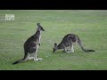 Surprising Secrets of Kangaroo Kingdom | HRT Earth