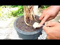 CARA MEMBUAT BONSAI KELAPA BATOK MELAYANG DARI AWAL