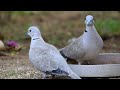 Dove eating seeds / Laughing Dove, Spotted dove, Eurasian collared / Backyard bird sounds #nature